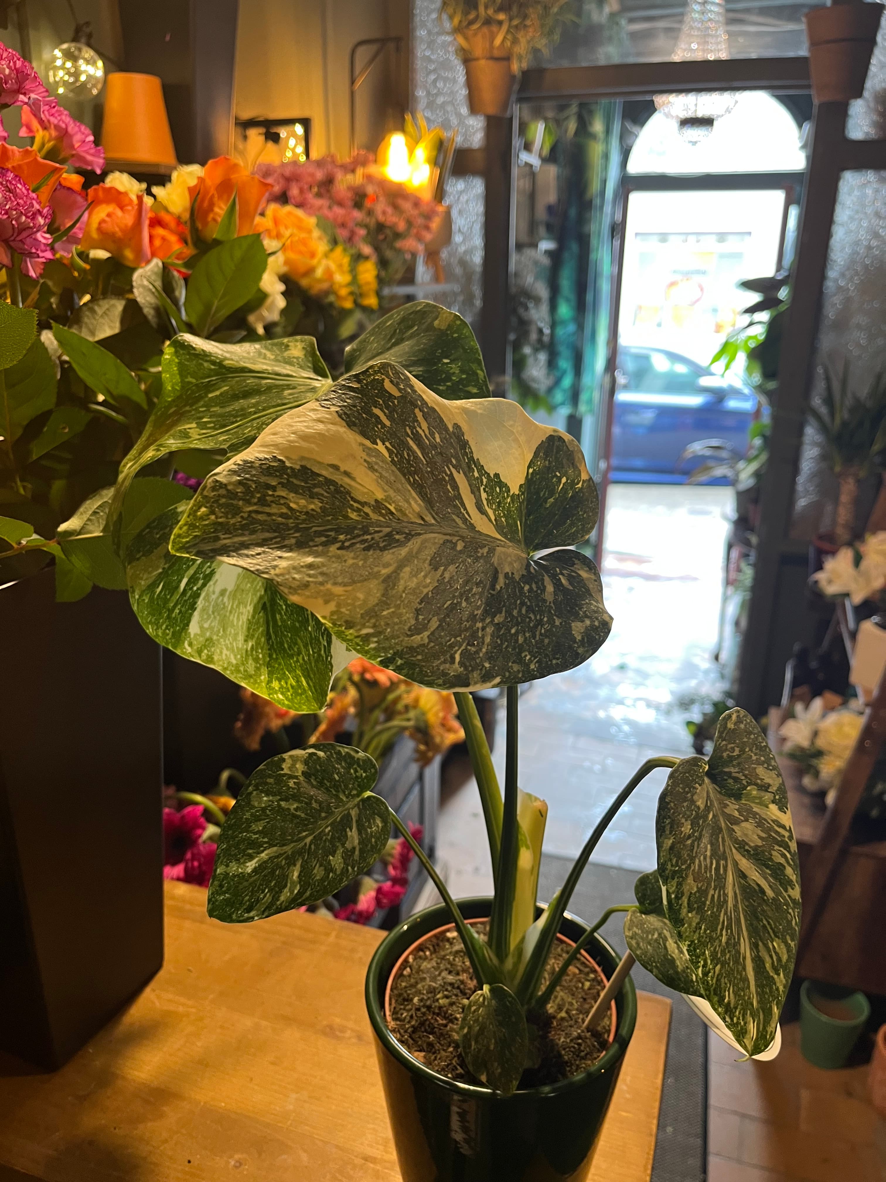 Monstera Thai Constellation